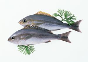 銀座で楽しむおしゃれな居酒屋の選び方と隠れた名店を徹底紹介！