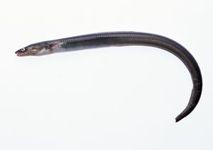 新宿サザンテラス – シェイクシャックの魅力を探る