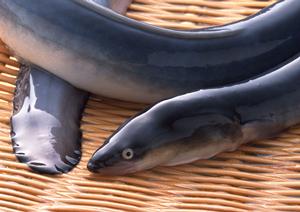 恵比寿でシーシャを楽しむなら知っておきたいポイント5選