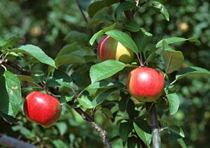 通販で世界各地の輸入食品を扱うショップ