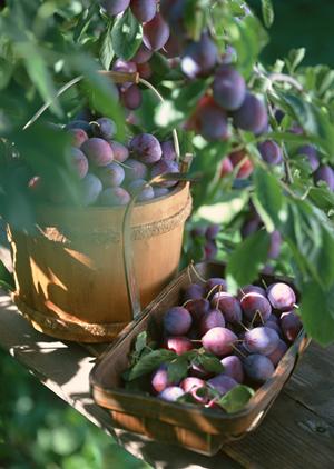 門前仲町の魚三昧のランチやディナー