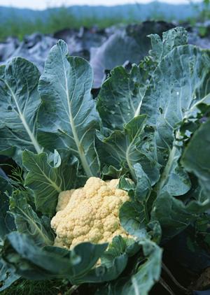 評判が高いスシロー津島店でバイト