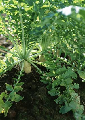 居酒家 土間土間 大宮東口店の魅力と店舗情報
